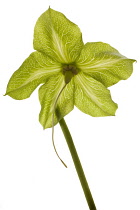 Cup and Saucer, Cobaea scandens.