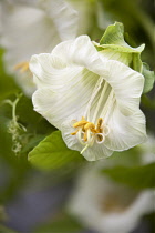 Cup and Saucer, Cobaea scandens.