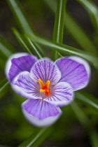 Crocus, Crocus vernus 'Pickwick'.