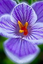 Crocus, Crocus vernus 'Pickwick'.