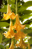 Datura, Angels' trumpets, Brugmansia.