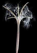 Willowherb, Broadleaved willowherb, Epilobium montanum.