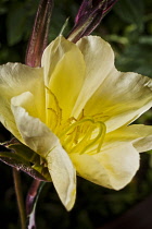 Evening Primrose, Oenothera biennis.