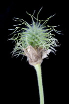 Avens, Wood avens, Geum urbanum.