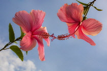 Hibiscus, Hibiscus rosa-sinensis.