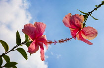 Hibiscus, Hibiscus rosa-sinensis.