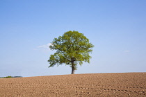 Oak, Quercus robur.