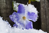 Periwinkle, Vinca minor.