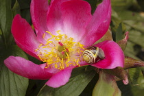 Peony, Paeonia.