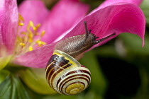 Peony, Paeonia.