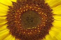 Sunflower, Helianthus annuus 'Russian Giant'.