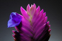 Pinkquill, Tillandsia cyanea.