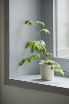 Tomato, Lycopersicon esculentum 'Gardeners Delight'.