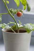 Tomato, Lycopersicon esculentum 'Gardeners Delight'.