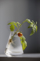 Tomato, Lycopersicon esculentum 'Gardeners Delight'.