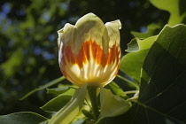 Tuliptree, Liriodendron tulipifera.