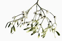 Mistletoe, Viscum album, a bunch hanging down with white berries against white background.