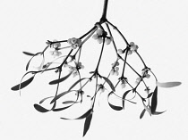 Mistletoe, Viscum album. a black and white shot of a bunch hanging down with white berries against white background.