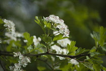 Hawthorn, Crataegus laevigata, twig with sprigs of blossom showing pink tipped stamen.