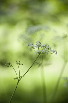 Cow parsley, Anthriscus sylvestris, a single umbel with buds viewed from the side, using selective focus. Other soft focus flowers in sunlight creating a green dappled background.