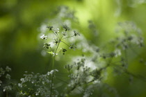 Cow parsley, Anthriscus sylvestris, a single umbel with buds viewed from the side, in dappled sun, using selective focus. Other soft focus flowers behind.
