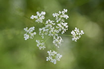 Cow parsley, Anthriscus sylvestris, a single umbel viewed from overhead, using selective focus. Other soft focus flowers creating a dappled background.