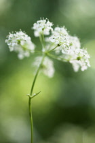 Cow parsley, Anthriscus sylvestris, a single umbel viewed from beneath, using selective focus.