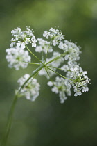 Cow parsley, Anthriscus sylvestris, a single umbel viewed from beneath, using selective focus.