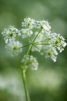 Cow parsley, Anthriscus sylvestris, a single umbel viewed from beneath, using selective focus. Other soft focus flowers creating a dappled background.