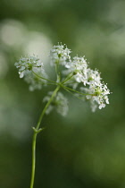 Cow parsley, Anthriscus sylvestris, a single umbel viewed from beneath, using selective focus. Other soft focus flowers creating a dappled background.