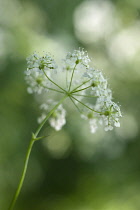 Cow parsley, Anthriscus sylvestris, a single umbel viewed from beneath, using selective focus. Other soft focus flowers creating a dappled background.