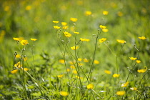 Buttercup, Meadow buttercup, Ranunculus acris growing in a grass meadow, several stems in sunlight.