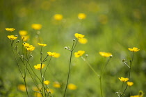 Buttercup, Meadow buttercup, Ranunculus acris growing in a grass meadow, several stems in sunlight.