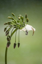 Silican honey garlic, Nectaroscordum siculum bulgaricum, in bud showing its papery sheath from which it has emerged.