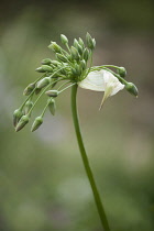 Silican honey garlic, Nectaroscordum siculum bulgaricum, in bud showing its papery sheath from which it has emerged.