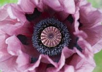 Oriental poppy, Papaver orientale 'Patty's Plum', pinky mauve flower close view overhead showing a dense ring of black stamen.