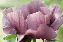 Oriental poppy, Papaver orientale 'Patty's Plum', pinky mauve flower side view showing delicate veins in the petals.