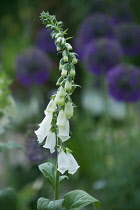 Foxglove, Digitalis purpurea albiflora, tall stem of the white flowers with purple alliums in soft focus behind.