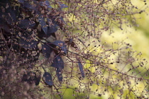 Smoke bush, Cotinus coggygria 'Royal Purple', masses of tiny flowers with dark purple leaves behind and contrasted against golden foliage in soft focus.