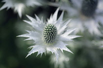 Sea holly, known as Miss Wilmott's ghost, Eryngium giganteum, single silvery flower showing central cone and spikey skirt or bract.