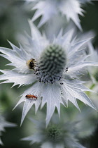 Sea holly, known as Miss Wilmott's ghost, Eryngium giganteum, single silvery flower showing central cone and spikey skirt or bract. A bee and other insects are feeding on the nectar.