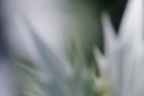 Sea holly, known as Miss Wilmott's ghost, Eryngium giganteum, spikey silvery leaves in soft focus creating a wintery abstract pattern.