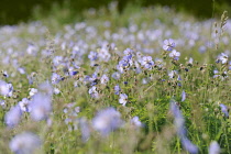 Meadow cranesbill, Geranium pratense, wildflower meadow in Norfolk. Backlit in sunlight causing flowers to turn away from viewer towards sun.