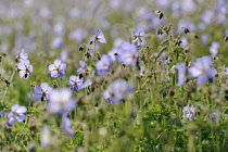 Meadow cranesbill, Geranium pratense, mass of flowers and buds in a wildflower meadow in Norfolk. Backlit in sunlight causing flowers to turn away from viewer towards sun.