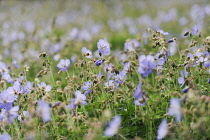 Meadow cranesbill, Geranium pratense, mass of flowers and buds in a wildflower meadow in Norfolk.