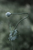 Opium poppy, Papaver somniferum seedhead on a single stem that has bent sideways, towards the left.