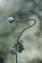 Opium poppy, Papaver somniferum, seedhead on a single stem that has bent sideways, towards the left.