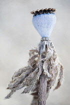 Oriental poppy, Papaver orientale 'Patty's Plum', seedhead, manipulated bleached out colours.