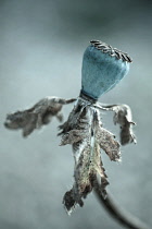 Oriental poppy, Papaver orientale 'Patty's Plum', seedhead, manipulated colours.