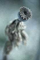 Oriental poppy, Papaver orientale 'Patty's Plum', seedhead, manipulated colours.